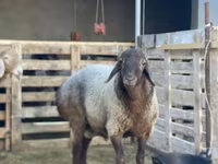 Ram, Sheep — photo 2