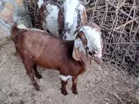 Ziege, Beetal goats — Foto 1