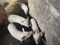 Էգ խոզ, Խոզեր — լուսանկար 2