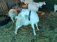 Cabra, Pomellata goat — foto 5