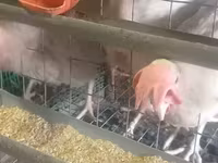 Chickens — Foto 2