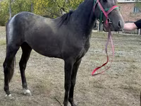 Ձի, Orlov Trotter — լուսանկար 1