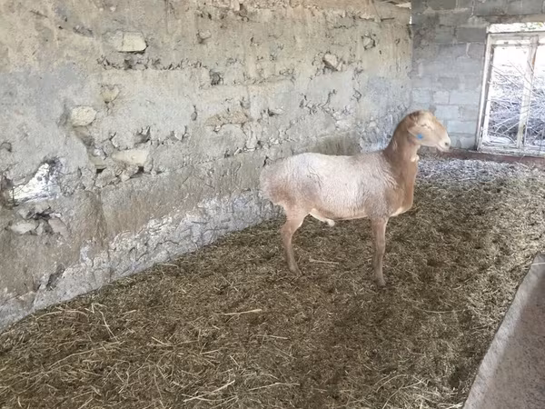 Խոյ, Rhon sheep