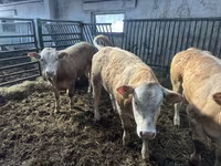 ԽՍԿ (խումբ, սեռը նշված չէ), Charolais cattle — լուսանկար 3