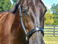 公马, Percheron — 照片 3