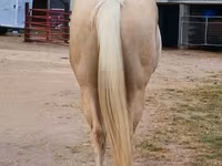 Ձի, Quarter Horse — լուսանկար 8