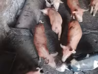 Sow, Pigs — photo 4