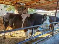 Bull, Kazakh White-headed cow — photo 5