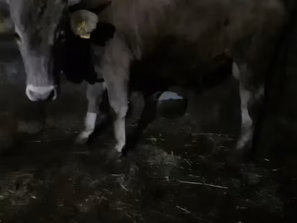 Ցուլ, Խոշոր եղջերավոր — Հայաստան