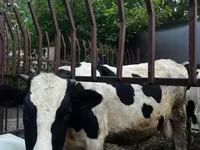 Bulle, Russian Black pied cattle — Foto 3