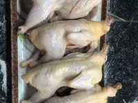 Quails — լուսանկար 2