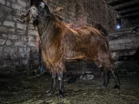 Ziegenbock, Kamori goats — Foto 3