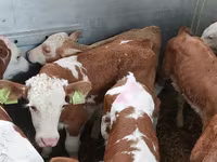 सांड, Simmental cattle — फ़ोटो 2