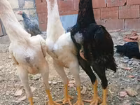 Chickens — Foto 2