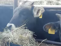 Bull, Cattle — photo 3