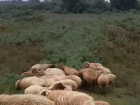 Sheep (batch, sex not specified), Sheep — photo 2
