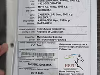 Hengst, Akhal-Teke — Foto 6