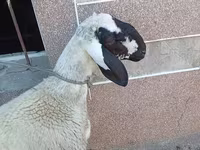 Խոյ, Arashan sheep — լուսանկար 2