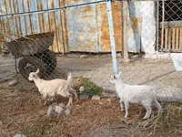Ешкі, Saanen goat — 3-сурет