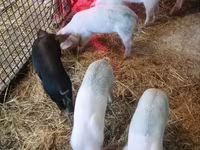 Eber, Schweine — Foto 2