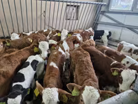 公牛, Simmental cattle — 照片 1