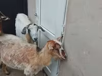 Goat, Goats — photo 1