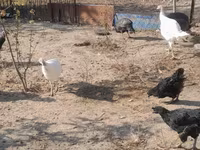 Turkeys — լուսանկար 2