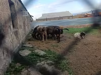 Արու այծ, Այծեր — լուսանկար 3