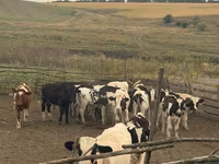 公牛, Cattle — 照片 1