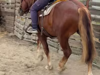 Horse (M), Russian Heavy Draft — photo 8