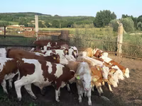 सांड, Simmental cattle — फ़ोटो 2