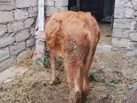 Vaca, Ganado vacuno — foto 5