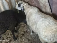 公羊, Sheep — 照片 1