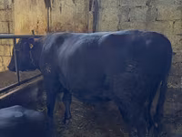 Ցուլ, Կարմիր առանցխոտ կով — լուսանկար 2