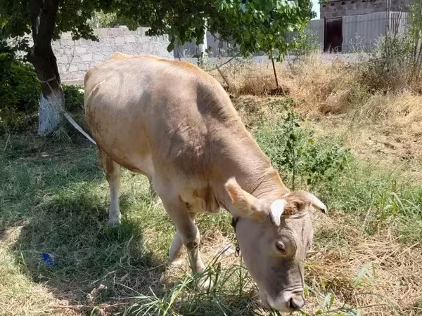 गाय, मवेशी — आर्मेनिया
