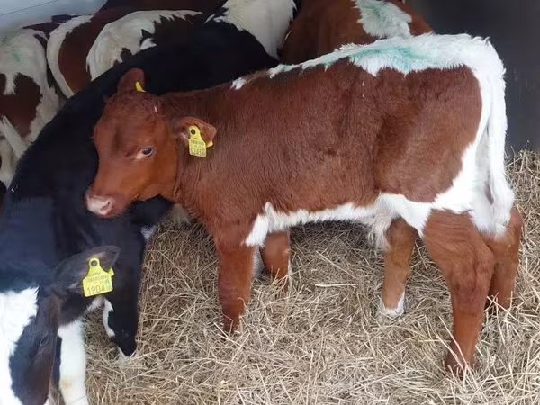 Bovinos (lote, sexo não especificado), Simmental cattle
