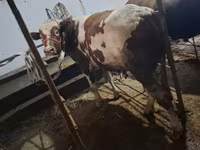 Bulle, Ukrainian Red Pied Dairy cattle — Foto 2
