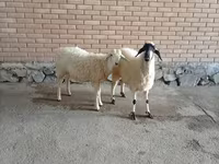 公山羊, Goats — 照片 2