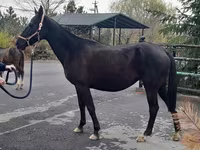 Stute, Akhal-Teke — Foto 3