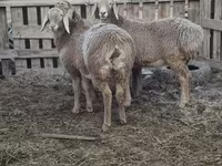 母羊, Arashan sheep — 照片 5