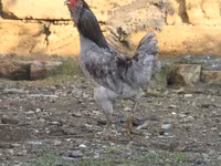 Ամերաուկանա — լուսանկար 3