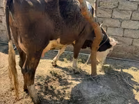 Կով, Խոշոր եղջերավոր — լուսանկար 1