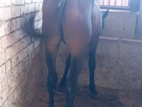 حصان, Manipuri pony — الصورة 1