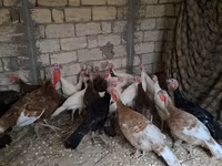 Guinea fowl — الصورة 1