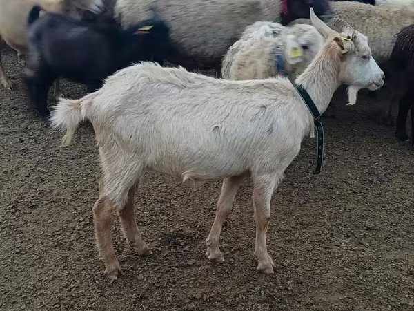 Ziege, Alpine goat