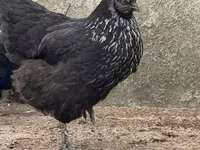 Chickens — լուսանկար 2
