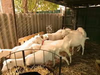 Այծեր (խումբ, սեռը նշված չէ), Pomellata goat — լուսանկար 1