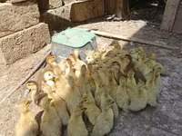 मुलार्ड — फ़ोटो 5