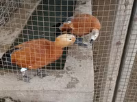 Ducks — الصورة 1