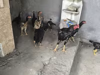 Chickens — Foto 7